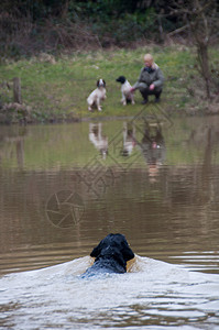 再审拉布拉多水上拍摄时取回,而主人看着池塘,两西牙人背景