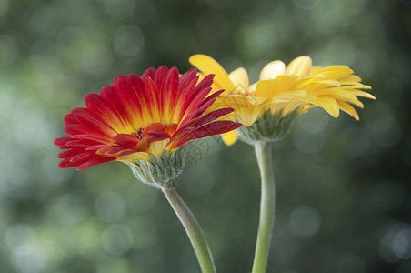 红色黄色交的非洲菊花图片