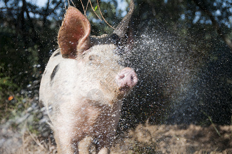 陪审推事猪被喷水背景