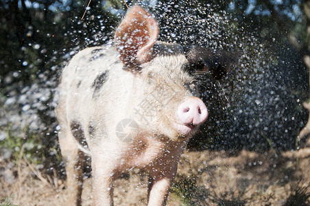陪审推事猪被喷水背景