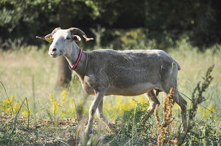塔拉斯康奈斯羊穿过牧场高清图片