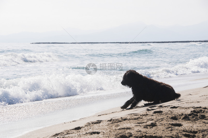 布维耶德弗兰德斯小狗看海浪图片