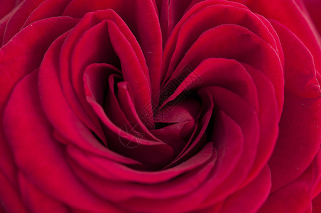 朵红玫瑰的观照片图片