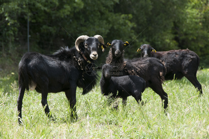 群罕见的喀麦隆黑羊图片