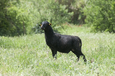 王森羊女怀孕的黑色喀麦隆羊背景