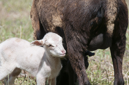 喀麦隆绵羊母羊她的塔拉斯康尼斯交叉喀麦隆双胞胎羔羊高清图片