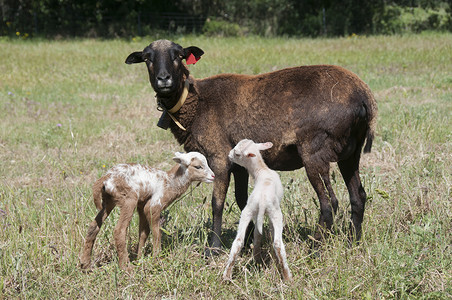 喀麦隆绵羊母羊她的塔拉斯康尼斯交叉喀麦隆双胞胎羔羊高清图片