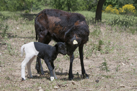 纯种的喀麦隆母羊她的羔羊图片