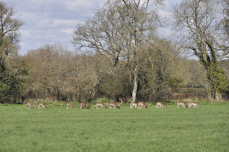 群休耕的鹿背景图片