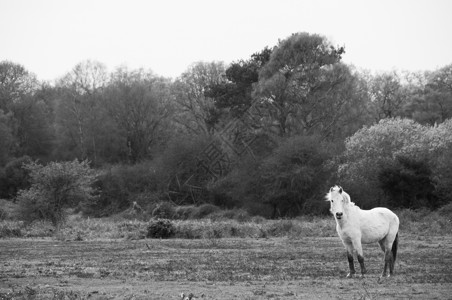 灰色新森林小马自由漫游图片