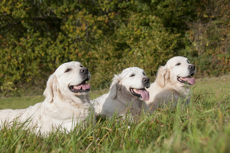 三只金色猎犬的肖像图片