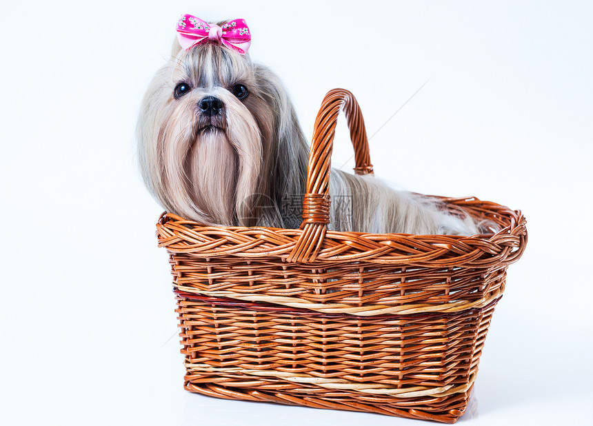 可爱的施子狗,粉红色的蝴蝶结坐白色背景的篮子里图片