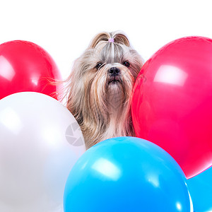 长发狮子狗假日用红色,蓝色白色的气球白色背景上图片