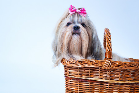 可爱的施子狗,粉红色的蝴蝶结坐白色蓝色背景的篮子里左角的文本背景图片