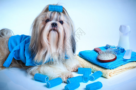 施子狗的清洗梳理用浴袍毛巾卷发器写的肖像白色蓝色背景图片