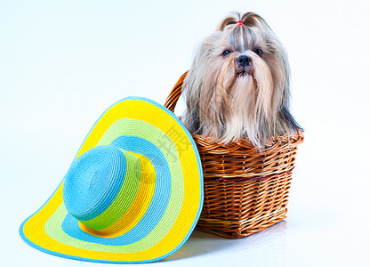 可爱的施子狗,戴着大夏帽,坐白色背景的篮子里图片