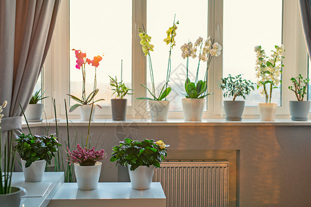 盆栽花卉植物装饰现代房间阳光明媚的温暖的灯光窗户图片