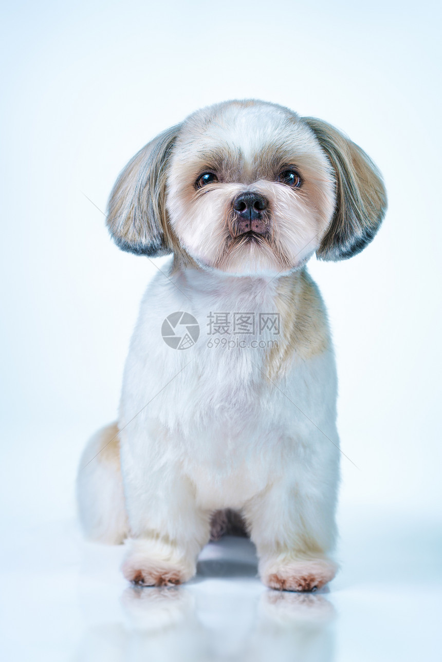 石子狗,短发后梳洗前景明亮的白色蓝色背景图片