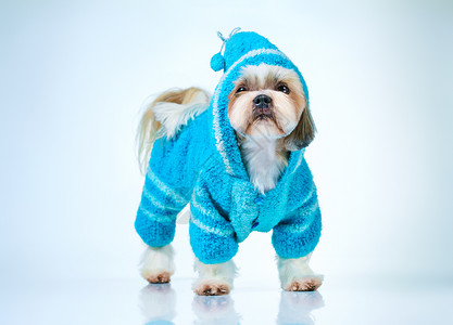 施子狗穿蓝色针毛衣明亮的白色蓝色背景图片