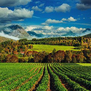 美丽的挪威景观前景上的草莓田图片