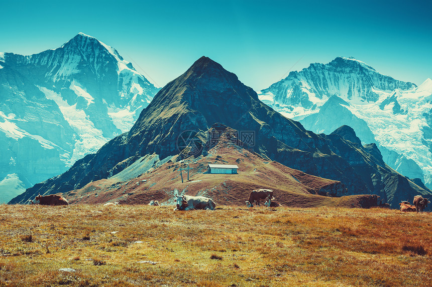 阿尔卑斯山秋季高山景观与奶牛图片