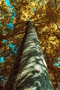 秋天的大树,树干又高又宽图片