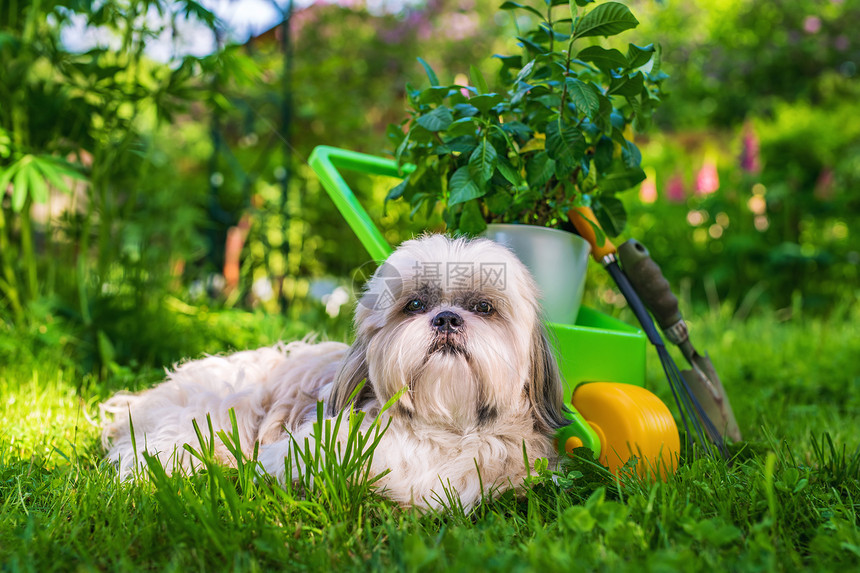 可爱的施子狗夏季花园与手推车植物图片