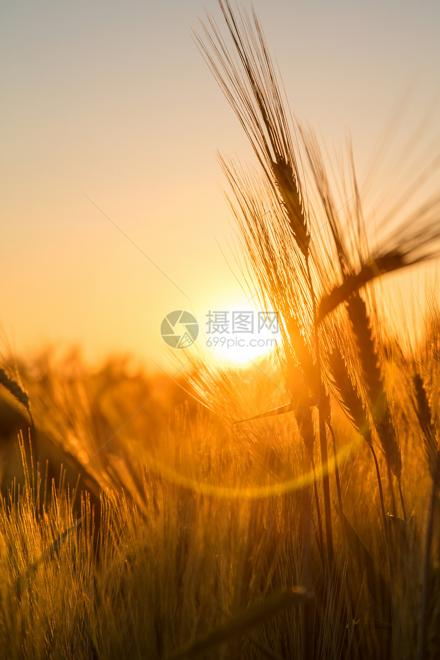 日落日出时,农场种植作物的田野里,大麦的金色耳朵出现了轮廓图片