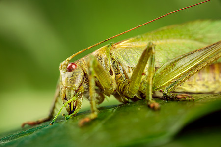 蝗虫特写蚱蜢绿色背景下的拍背景