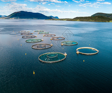 农场鲑鱼捕鱼挪威航空FPV无人机摄影背景图片