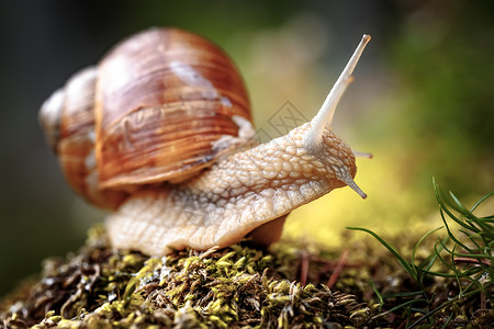 螺旋波马提亚也罗马蜗牛勃艮螺食用蜗牛蜗牛,种大型的可食用的呼吸空气的陆地蜗牛,螺旋科的种陆生肉质腹足软体动背景