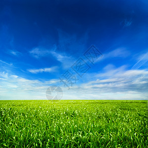 个夏天,新鲜的绿色草地的形象图片