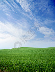 新鲜绿色的草地夏天的天气图片