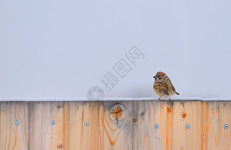 冬天篱笆上的小麻雀图片