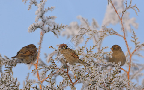 冬天松树树枝上的小麻雀图片