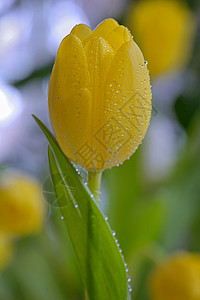 春天露珠的黄色郁金香背景图片