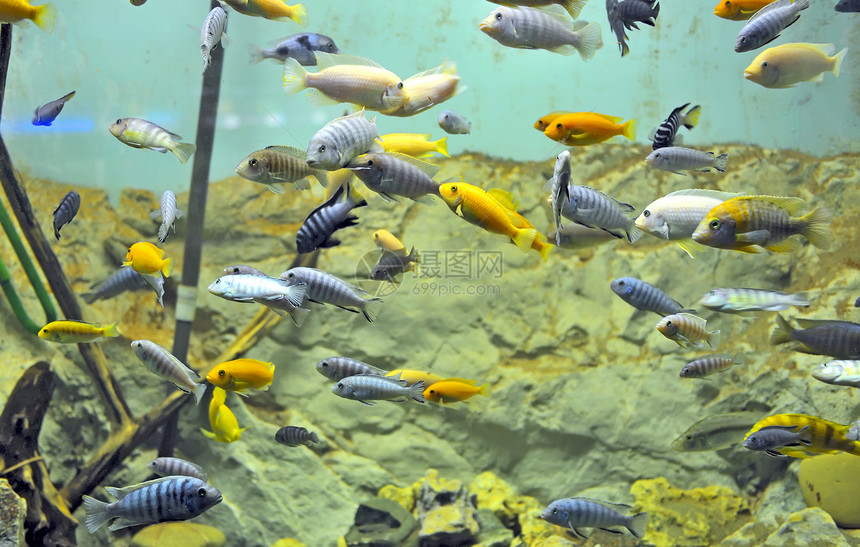 水族馆中非洲鱼类的背景图片