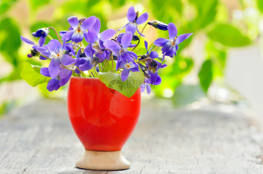 紫罗兰花中提琴木材背景图片