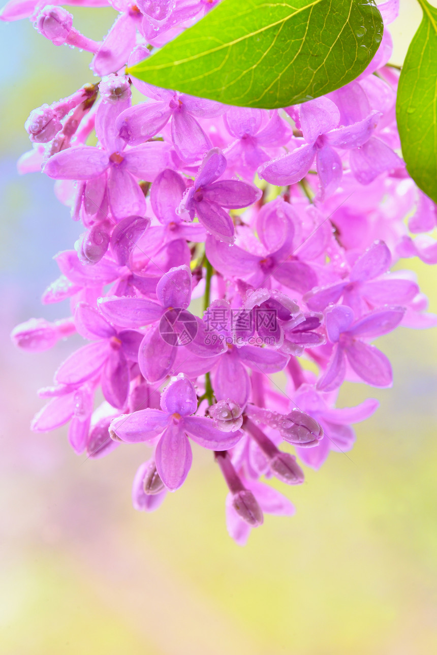春天紫丁香紫罗兰花的观图像图片