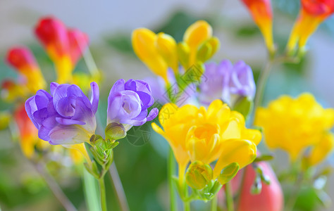 花瓶里放着花高清图片