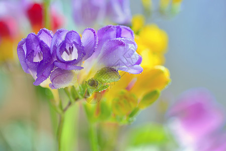 花瓶里放着花高清图片