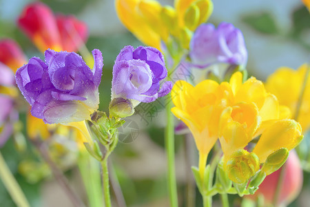 花瓶里放着花高清图片