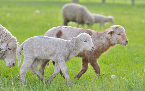 春天田野上的小羊羔绵羊图片