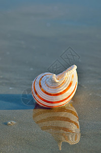 沙滩上的贝壳反射图片