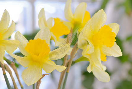 新鲜的春天水仙花插花瓶里背景图片