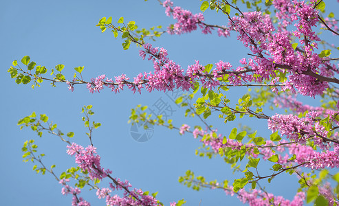 春天的CercisSiliquastrumJudas树图片