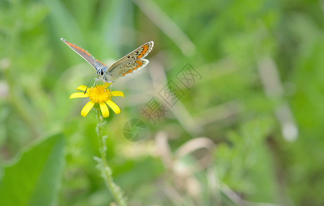 花上常见的蓝色多角体蝴蝶图片