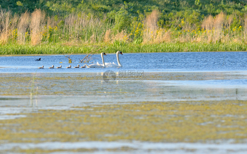 春天湖上的天鹅家族图片