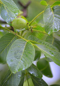 春雨中未熟核桃核桃树核桃树图片