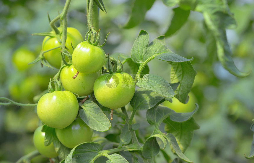 温室里的绿色未成熟西红柿图片